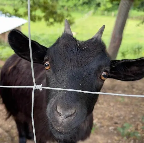 L'adret Du Bois Pensión